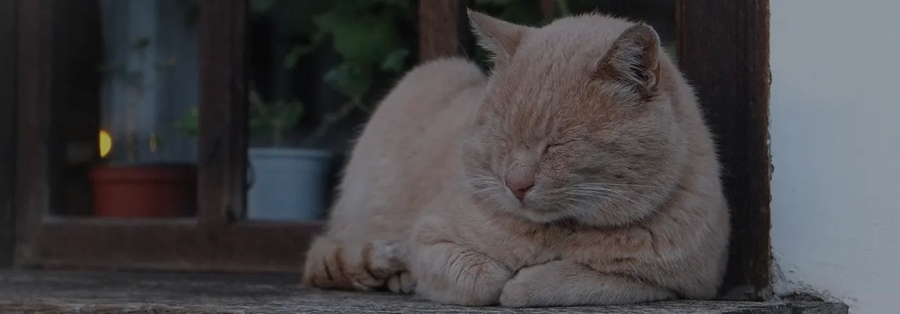 A cream-coloured cat resting in a doorway